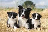 BORDER COLLIE 614
